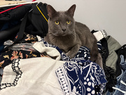 2nd Sep 2025 - Elijah and the closet disaster