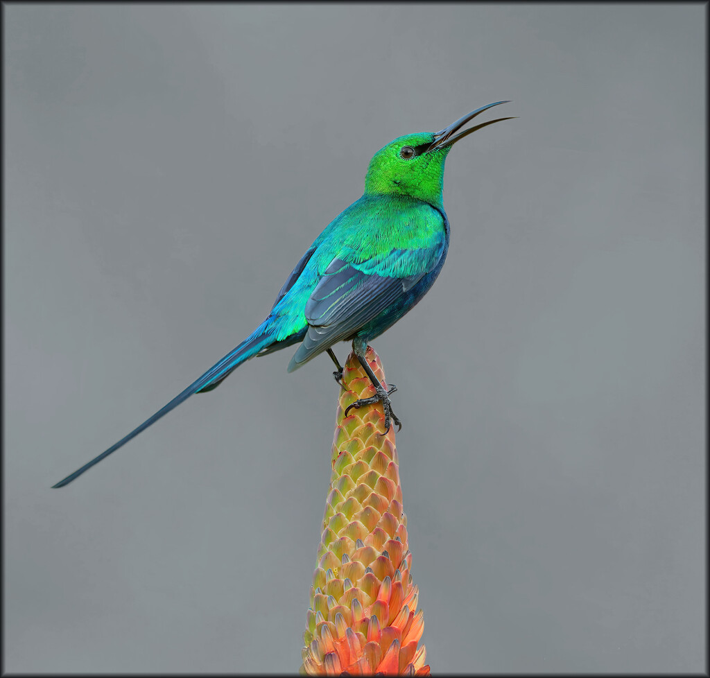 Calling out to the females by ludwigsdiana