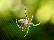 19th Sep 2025 - Spinning its gossamer thread