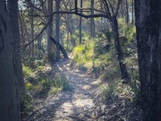 19th Sep 2025 - A walk in the magic forest