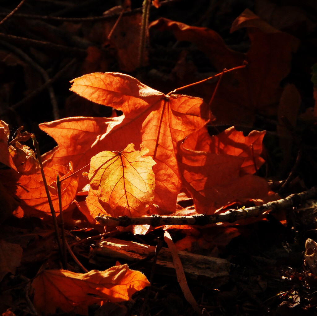 The Glow by seattlite