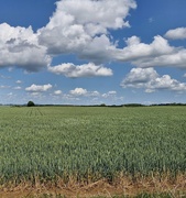 18th Sep 2025 - Horizon - A Field 
