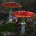 Fly Agaric by 30pics4jackiesdiamond