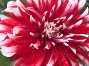 19th Sep 2025 - Dahlia