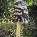 Magpie Mushroom aka Magpie Inkcap by gaillambert