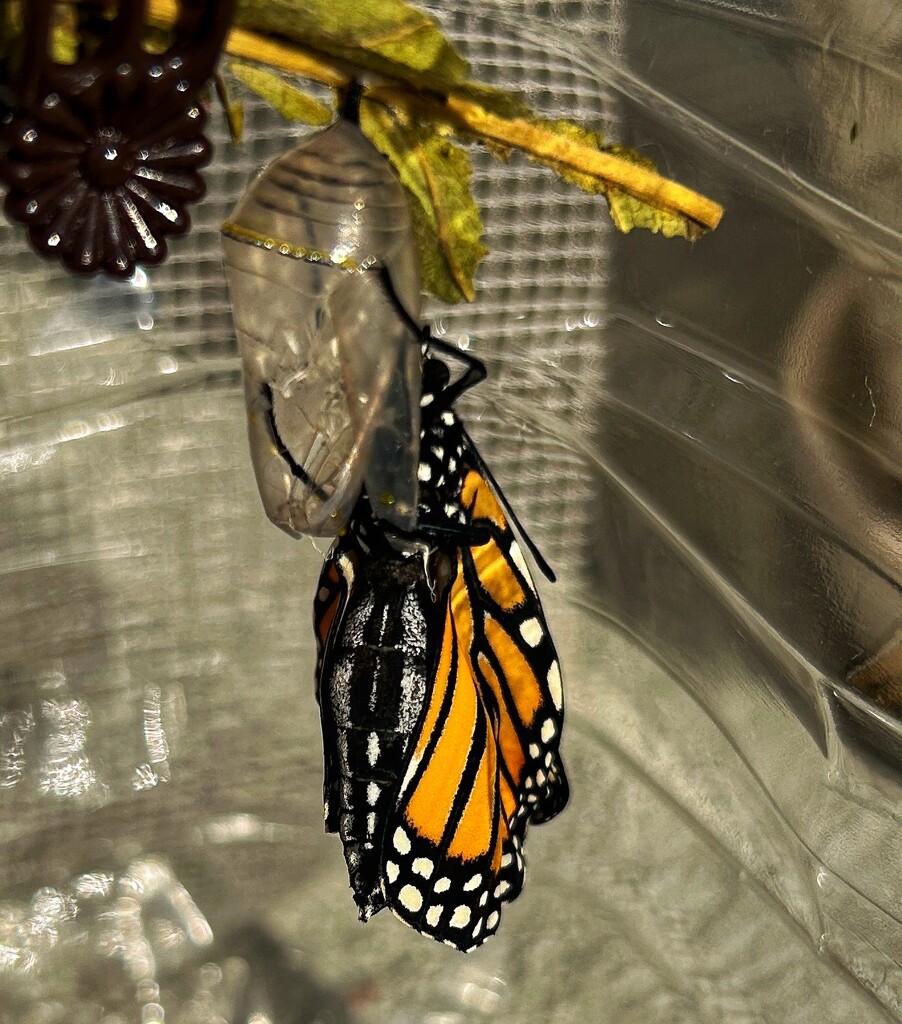 Post Emergence  by marylandgirl58