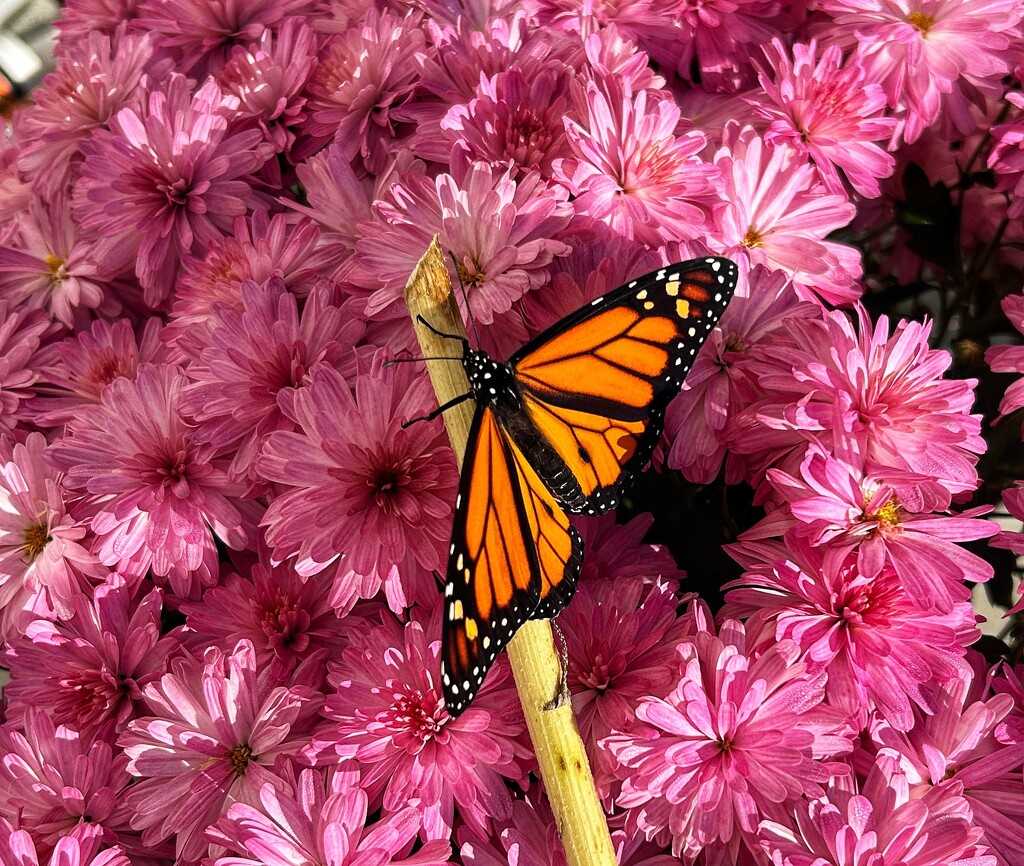  First to leave by marylandgirl58