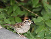 19th Sep 2025 - Little Forager