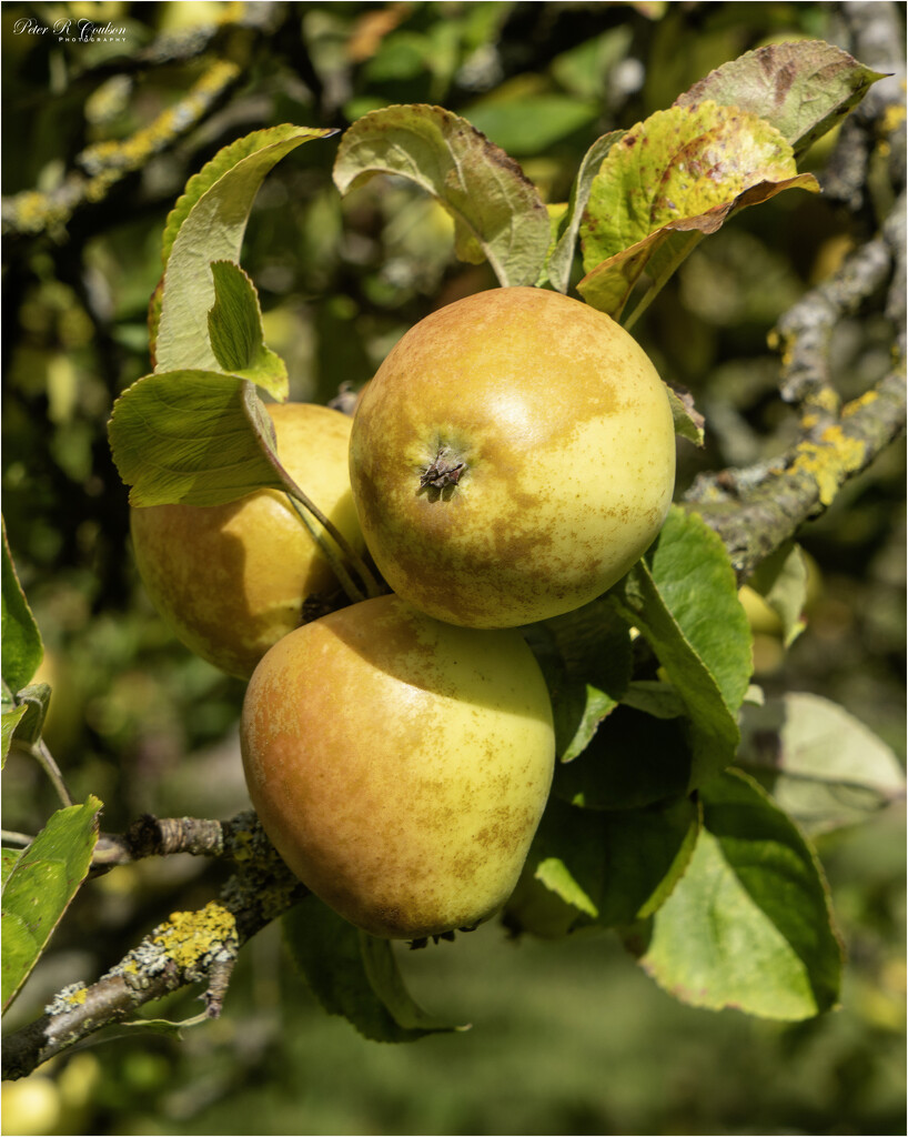 Free Apples by pcoulson
