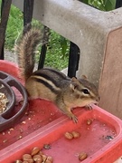 19th Sep 2025 - Another Chipmunk Photo