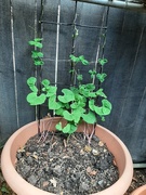 20th Sep 2025 - Starting Over