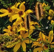 19th Sep 2025 - Wild Bouquet