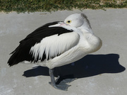 20th Sep 2025 - Do Not Disturb