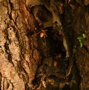 20th Sep 2025 - Into the Hornets nest 