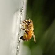 20th Sep 2025 - The Courier