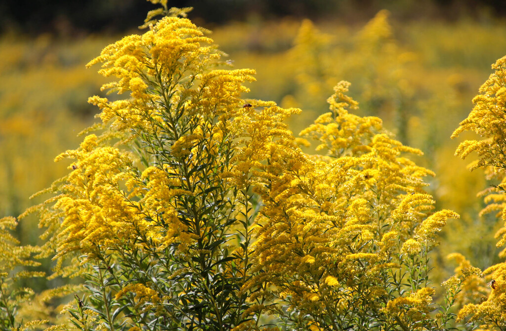 Goldenrod by mittens