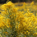 Goldenrod by mittens