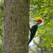 LHG_4518 Pileated woodpecker on oak by rontu
