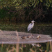 Heron at the Pond 2 by tosee