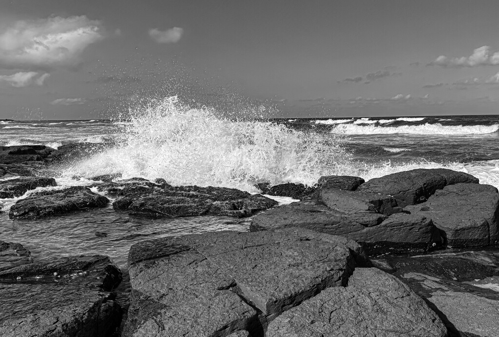 bw version by koalagardens