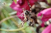 20th Sep 2025 - Incy  Wincy Spider
