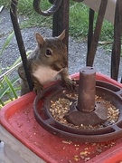 20th Sep 2025 - Shy Squirrel