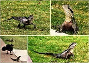 21st Sep 2025 - Some Of My  Lizard Photos ~