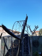 21st Sep 2025 - Summer is Coming 