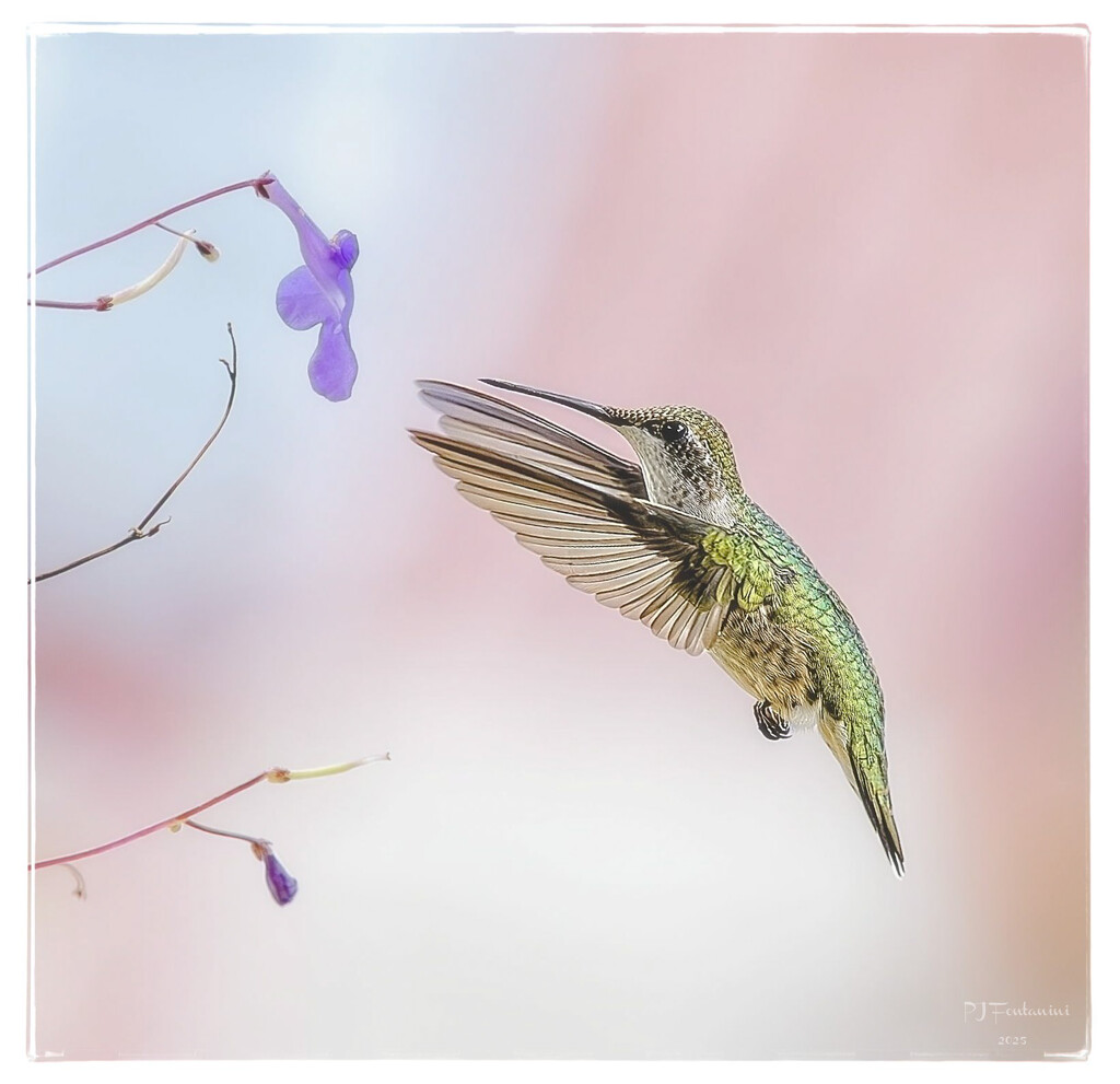 It's Now or Never... by bluemoon