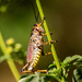 Eastern Lubber Grasshopper! by rickster549