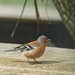 Chaffinch by yorkshirekiwi