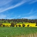 Canola fields