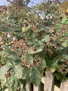 20th Sep 2025 - Almost Over 