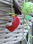 21st Sep 2025 - Prime suspect Woodlouse!