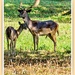 Stag And Fawn by carolmw