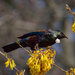 Tui in Kowhai Tree by chikadnz