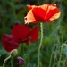 My poppies are popping  P9216778 by merrelyn