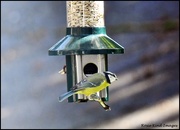 20th Sep 2025 - Unusual combination