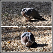 21st Sep 2025 - Poorly pigeon