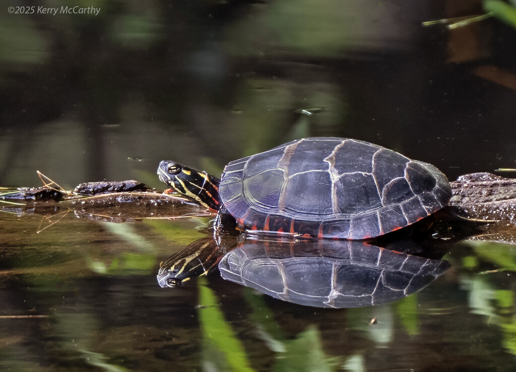 Soaking up the rays by mccarth1