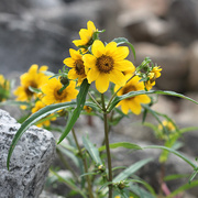 21st Sep 2025 - Yet You Grow in My Stony Heart