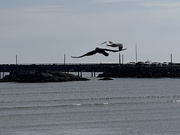 22nd Sep 2025 - The crow and seagull