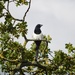 Magpie  by dragey74