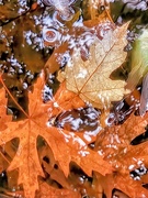 21st Sep 2025 - Reflections