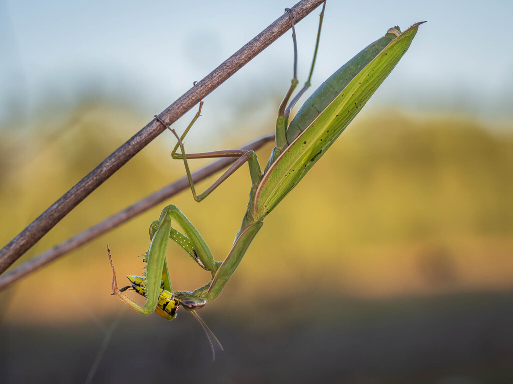 Evening snack by haskar