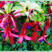 Fuchsia by beryl