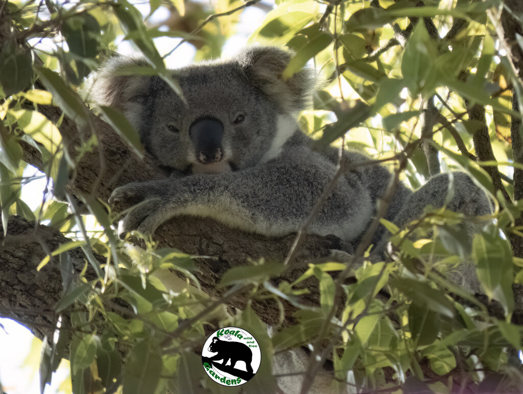 relax by koalagardens