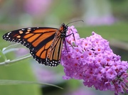 21st Sep 2025 - One Solitary Monarch