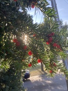21st Sep 2025 - Yew Berries in the Sunlight