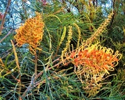 22nd Sep 2025 - Grevillea ~